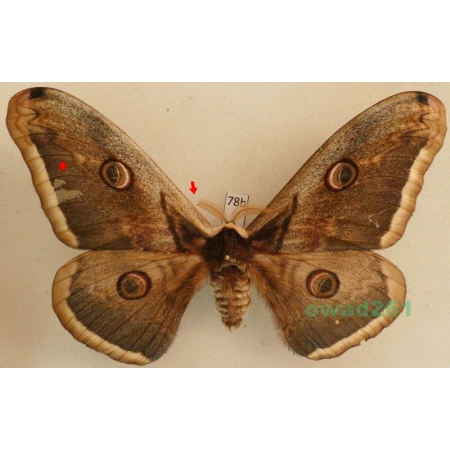 Saturnia pyri (Denis & Schiffermüller, 1775) male Pawica gruszówka Czech 114mm78b